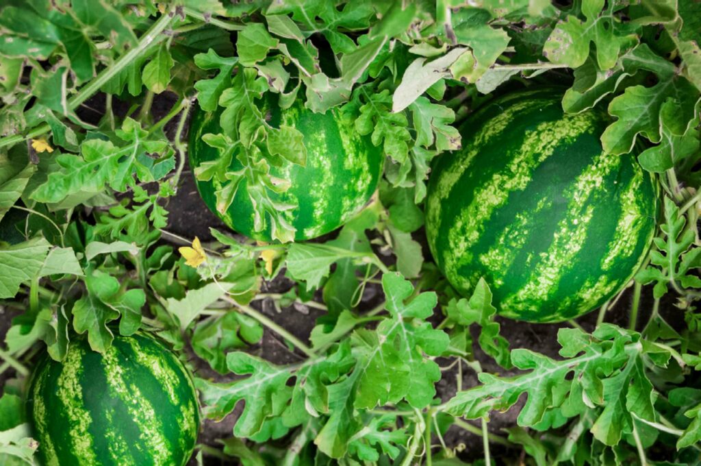 Companion Planting for Melons