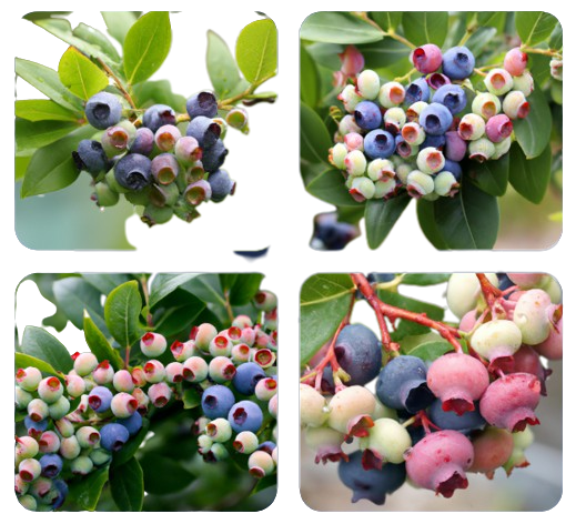 Japanese Blueberry Tree Varieties