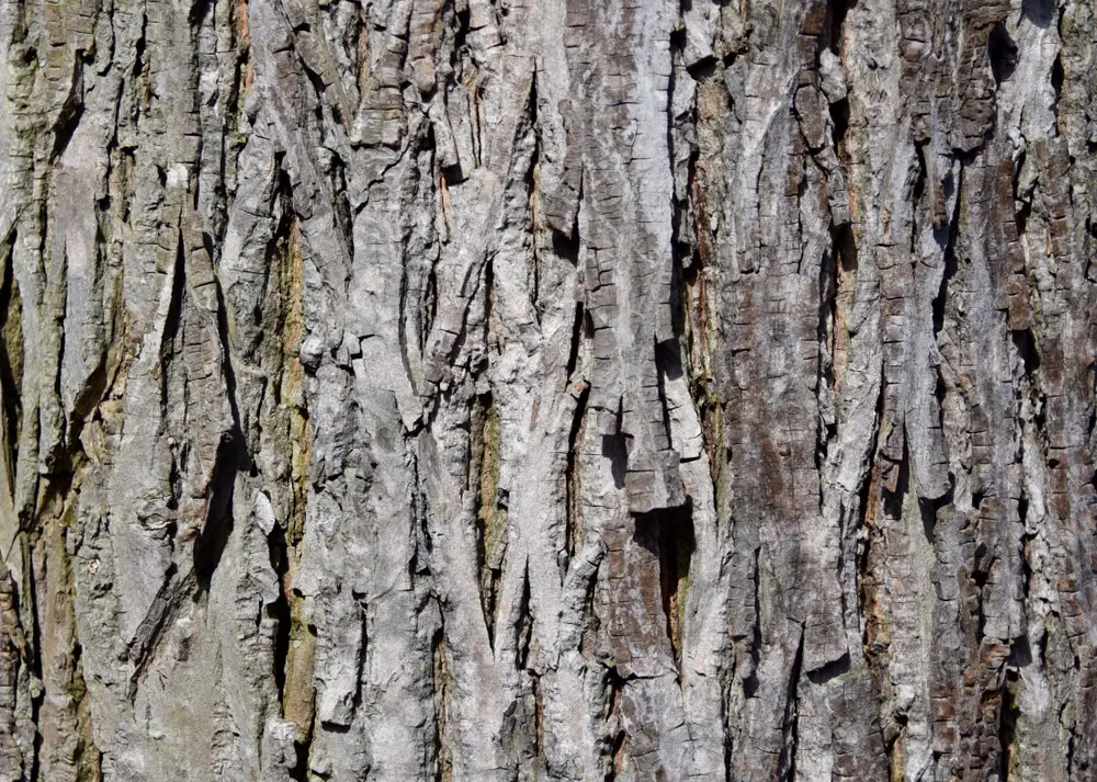 Hickory Tree Identification by Bark