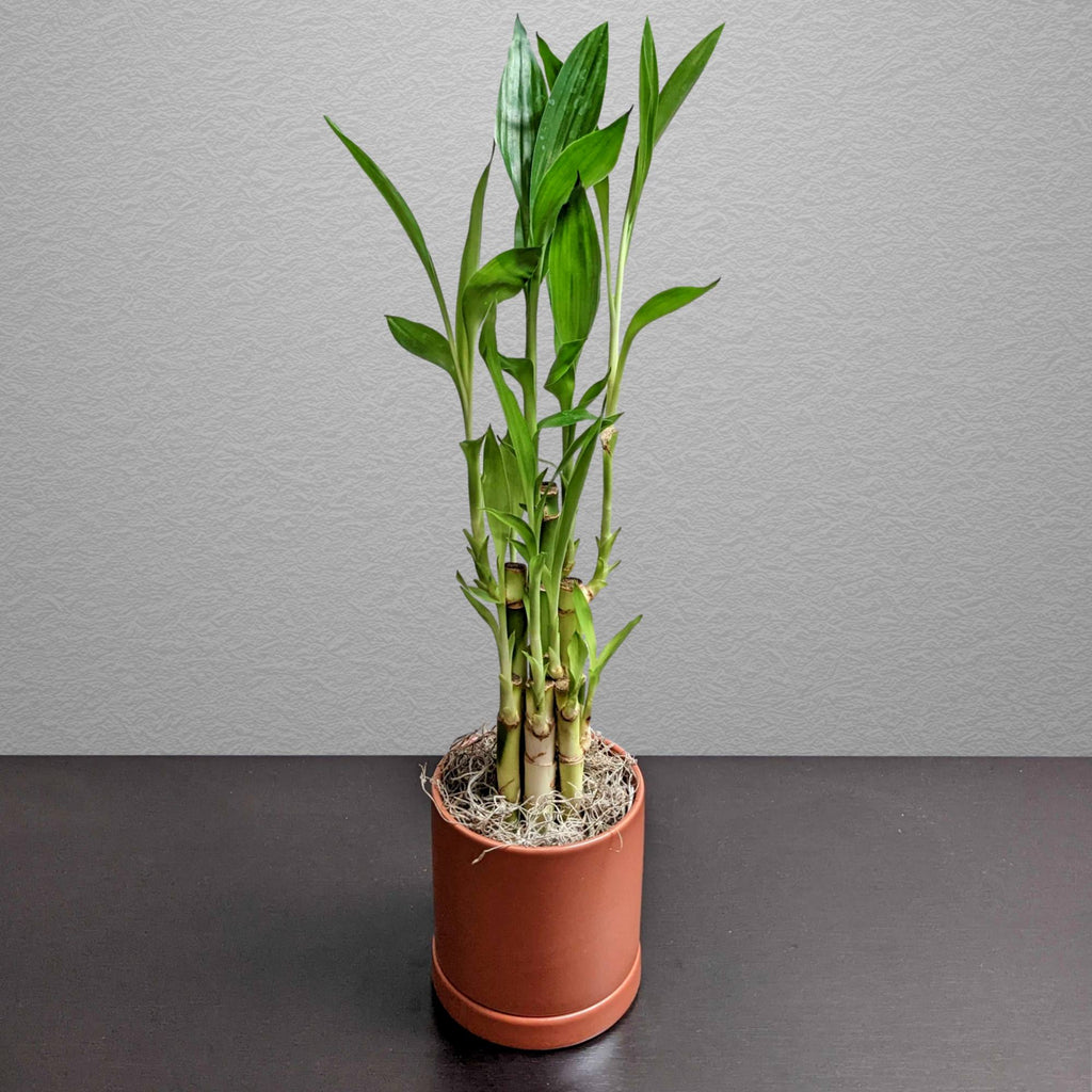 How to Make Lucky Bamboo Grow Faster: Insider Secrets for Fast Growth