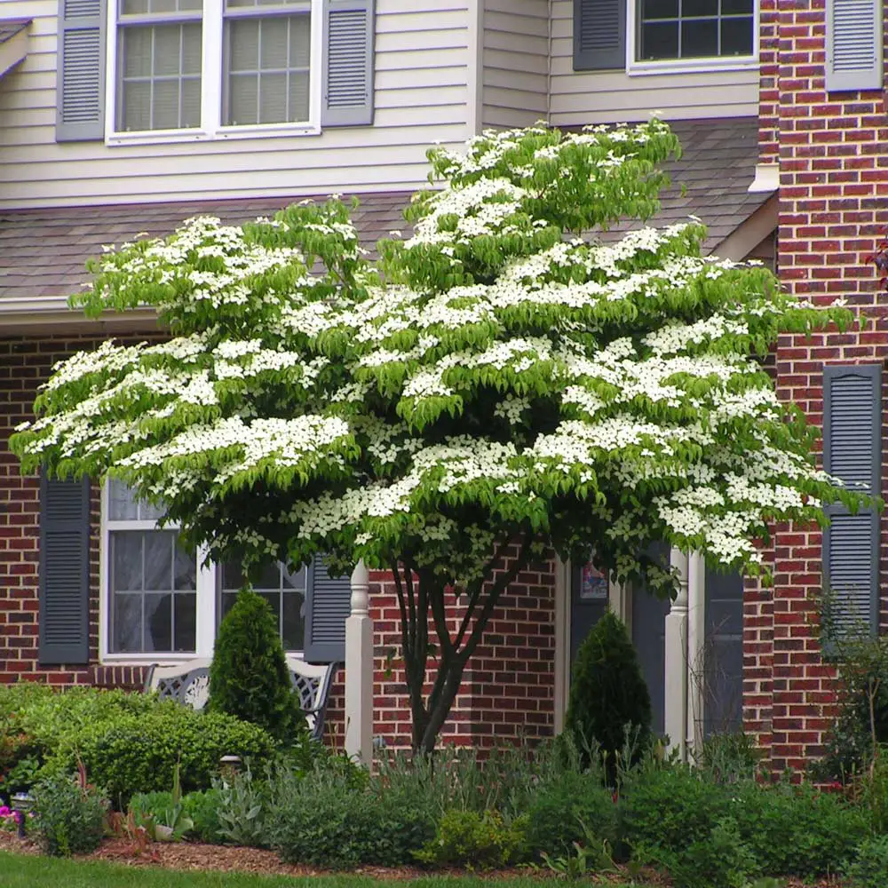 How to Prune a Kousa Dogwood  : Expert Tips for Beautiful Blooms