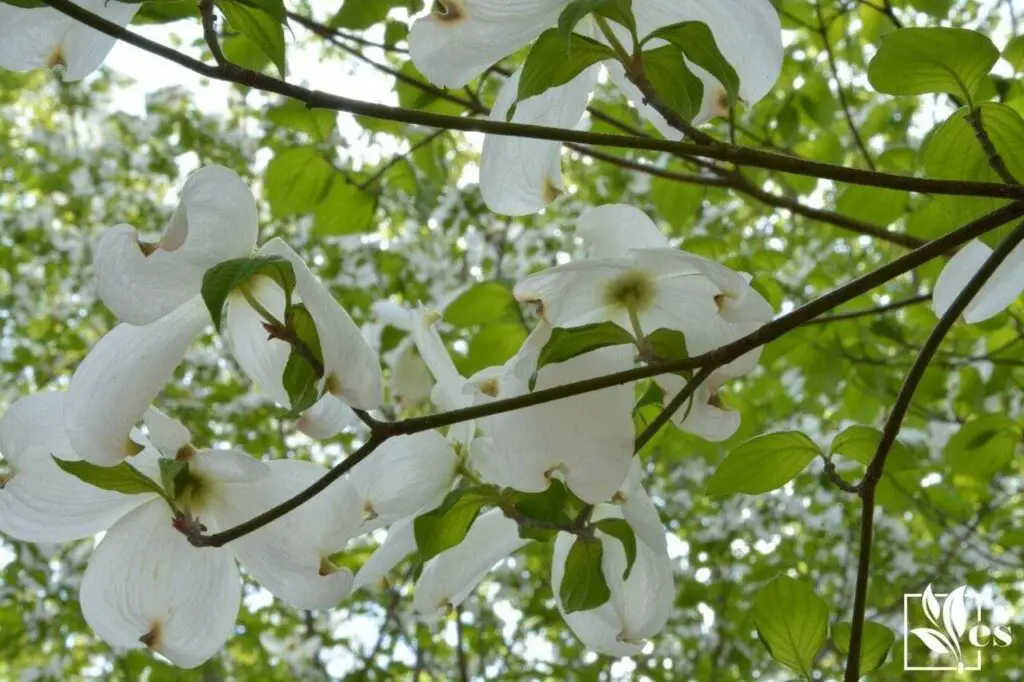 How to Save a Dying Dogwood Tree