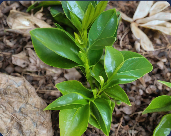 gardenia leaves showing iron and nitrogen deficiencies