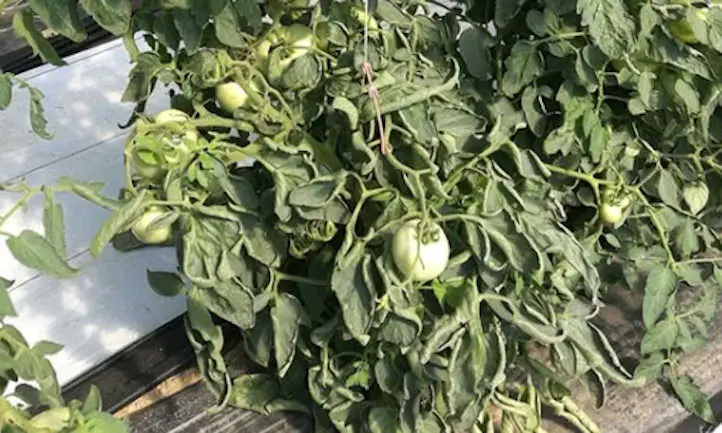 tomato leaves curling up: Quick Solutions