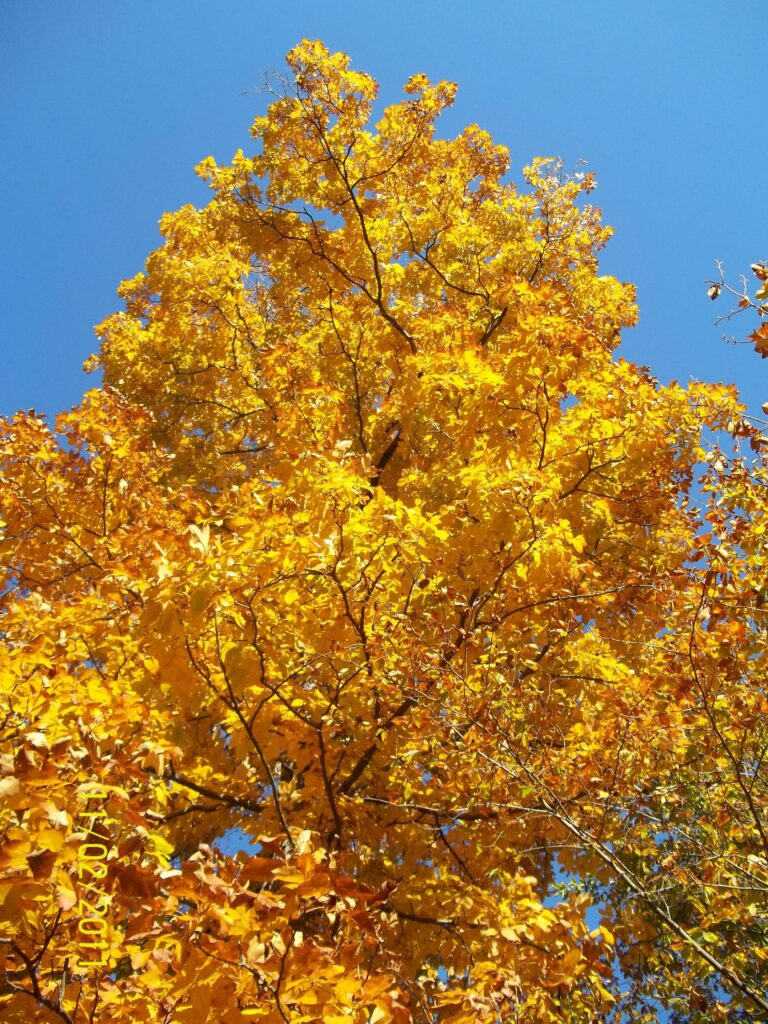 Redbud Tree Leaves Turning Yellow