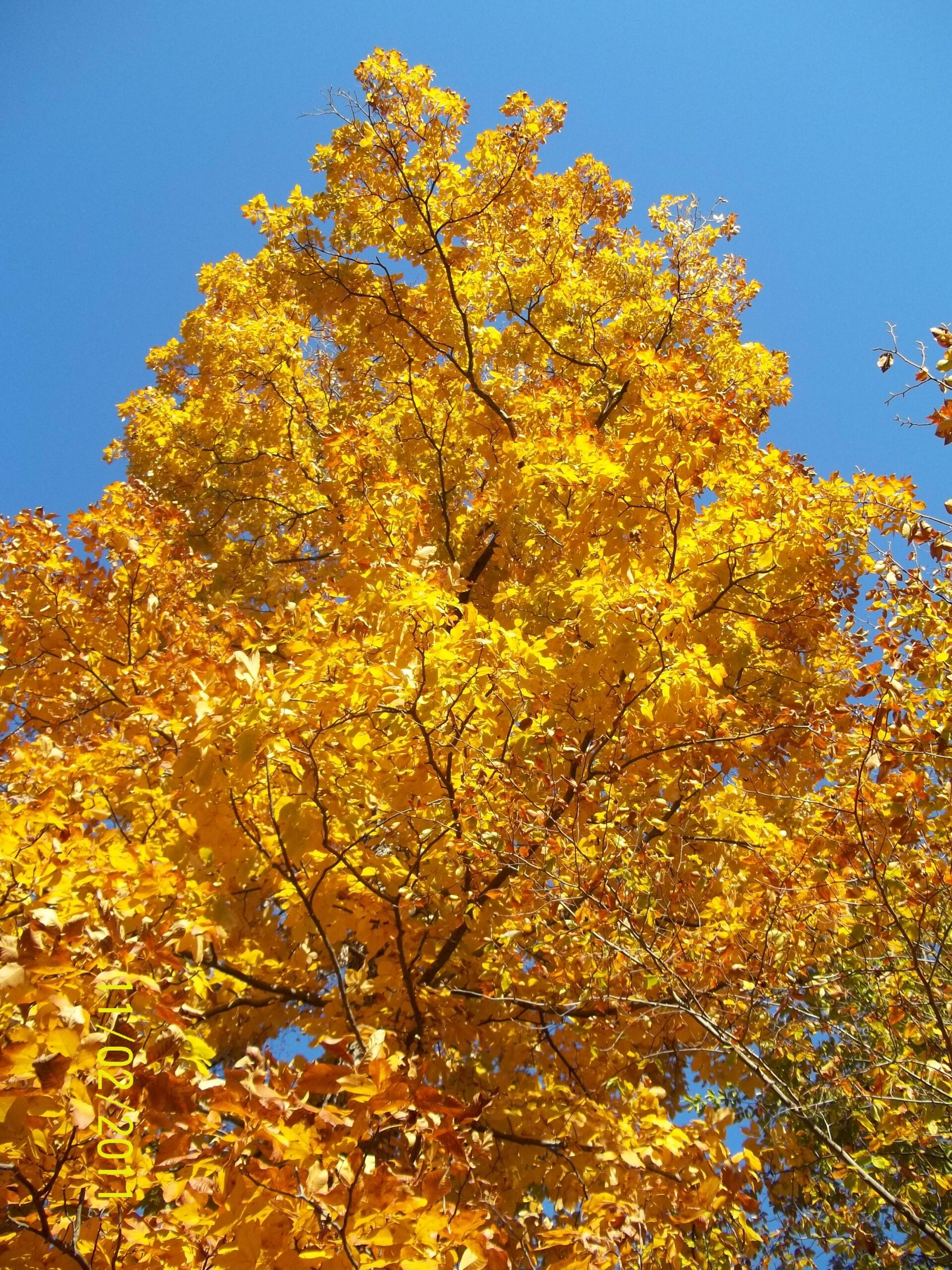 redbud tree leaves turning yellow