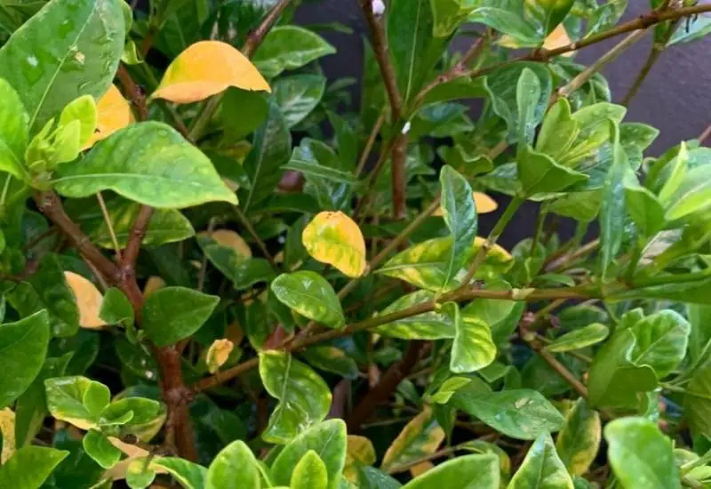 Why are My Gardenia Leaves Turning Yellow? Discover the Solution!