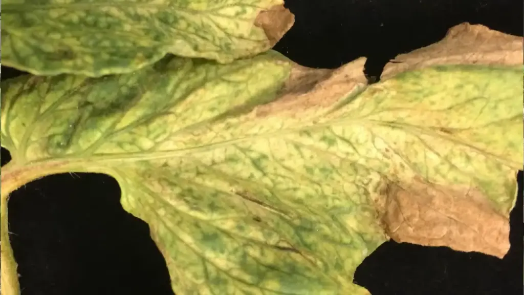 leaf curl is caused by  heat