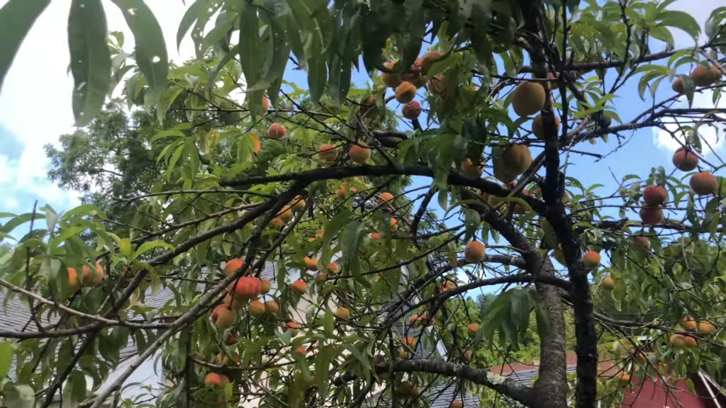 Dwarf Fruit Trees New York