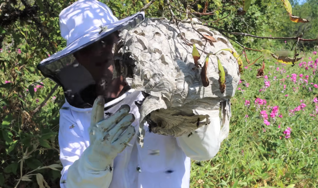 Get a Wasp Nest Out of a Tree 2