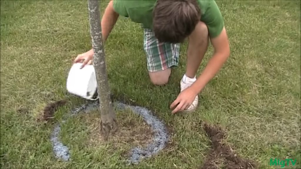 How To Choose The Right Soil For Pine Trees 3