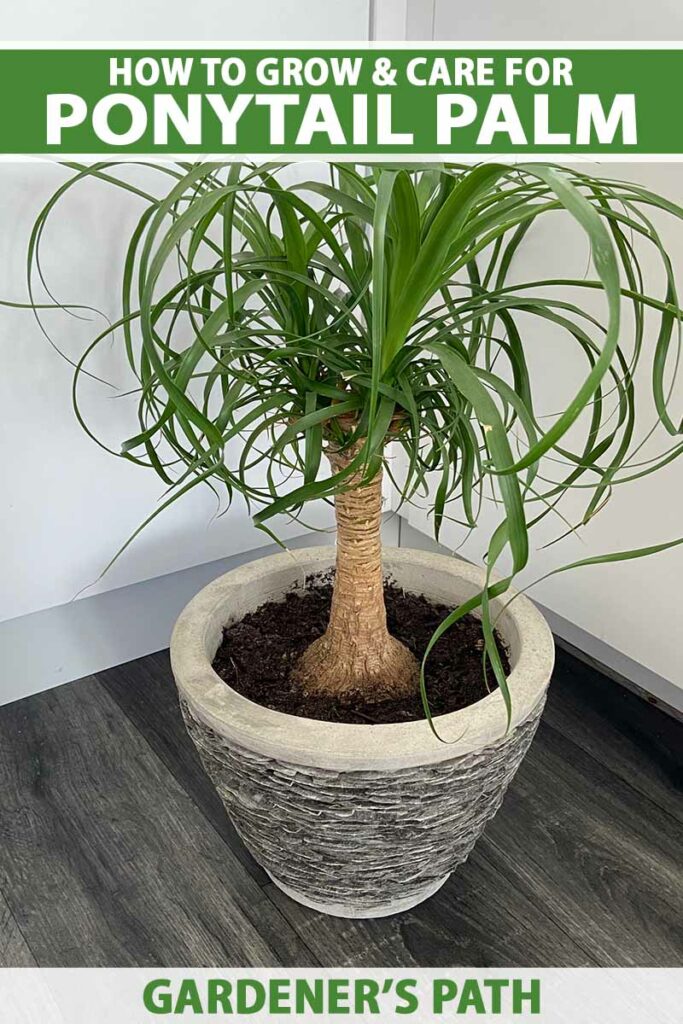 How to Grow Ponytail Palm Indoors Pin