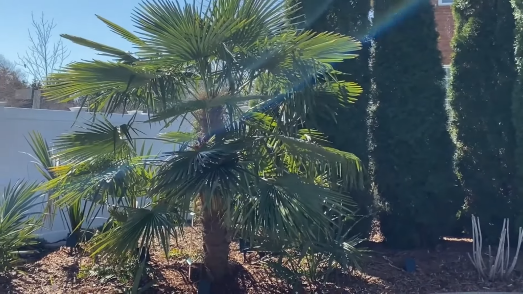 How to Transplant a Palm Tree 2