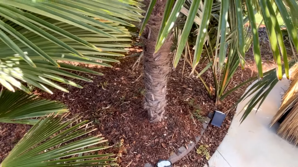 How to Transplant a Palm Tree 3