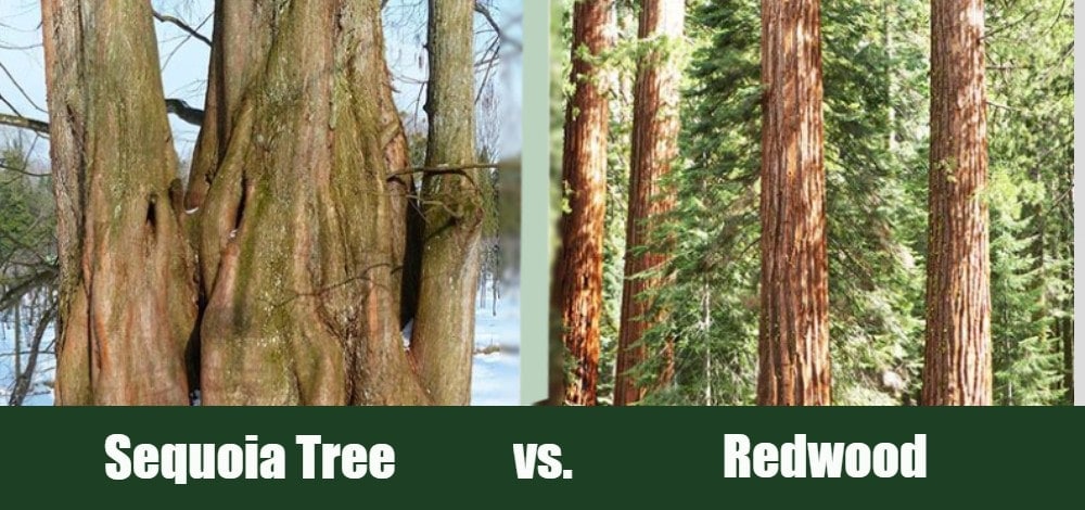 Sequoia Tree vs Redwood 1