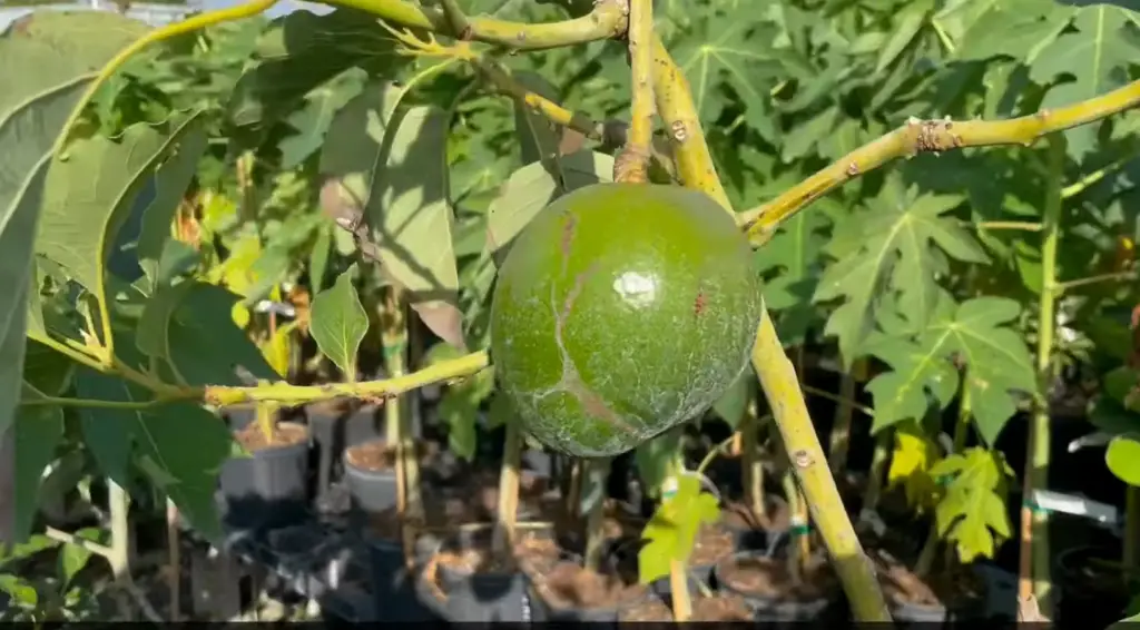 What Grows Well With Avocado Trees 3