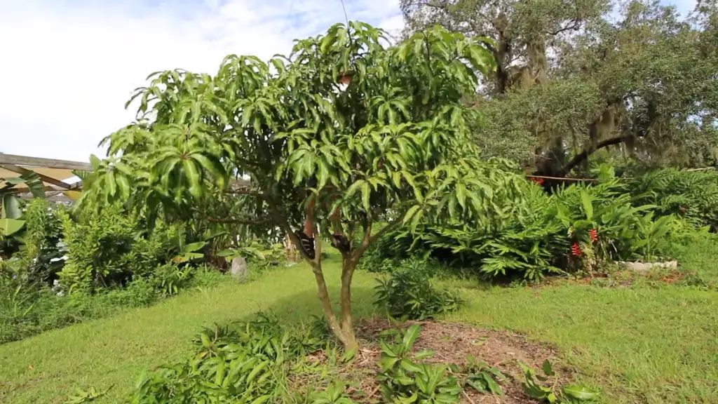What Grows Well With Avocado Trees 5