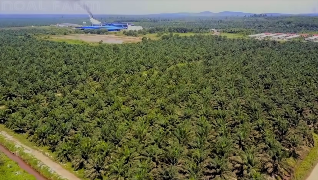 Where Did Palm Trees Originate