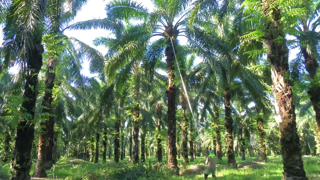 Where Did Palm Trees Originate 2