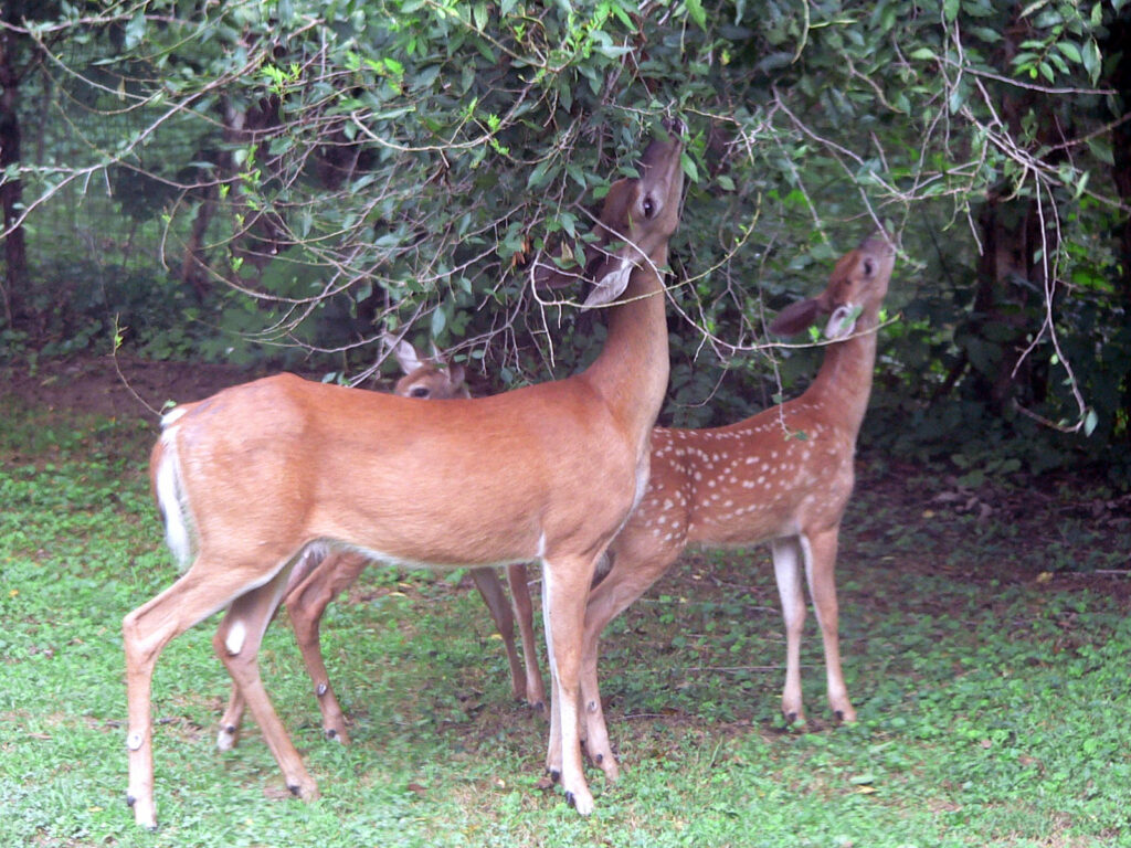 White tailed deer Odocoileus virginianus grazing 20050809