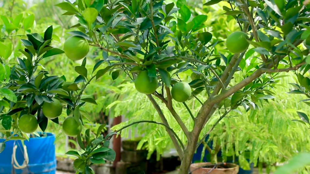 best fruit trees to grow on long island 3
