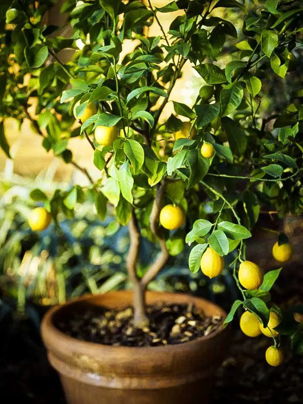 Discover the Secret to Growing a Thriving Lemon Tree: Best Soil for Lemon Tree