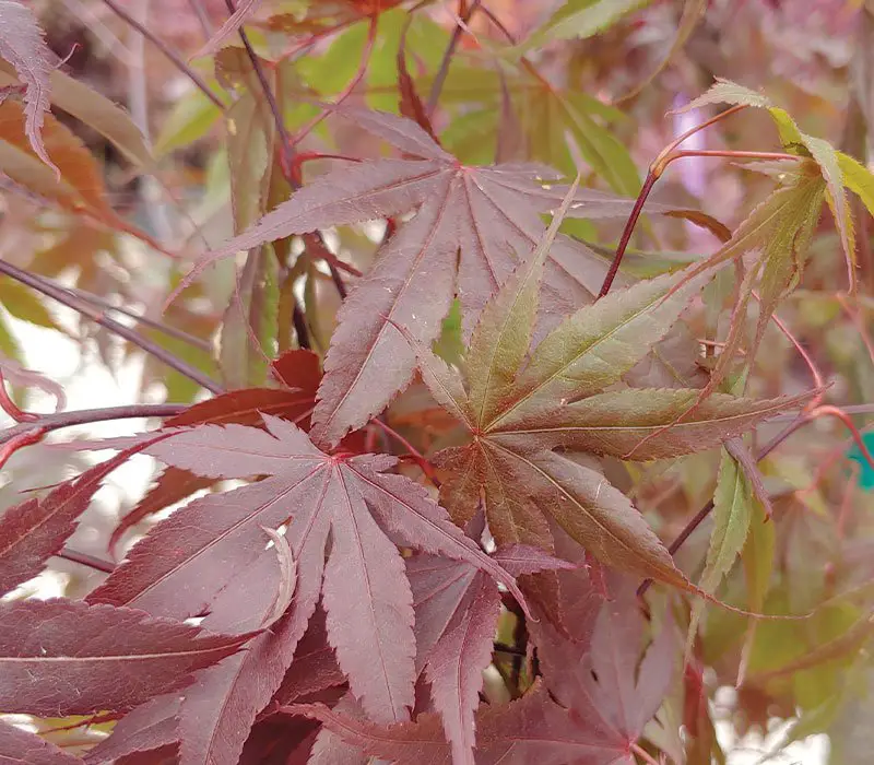 Bloodgood Japanese Maple Tree Problems