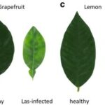 Citrus Tree Leaves Identification Chart