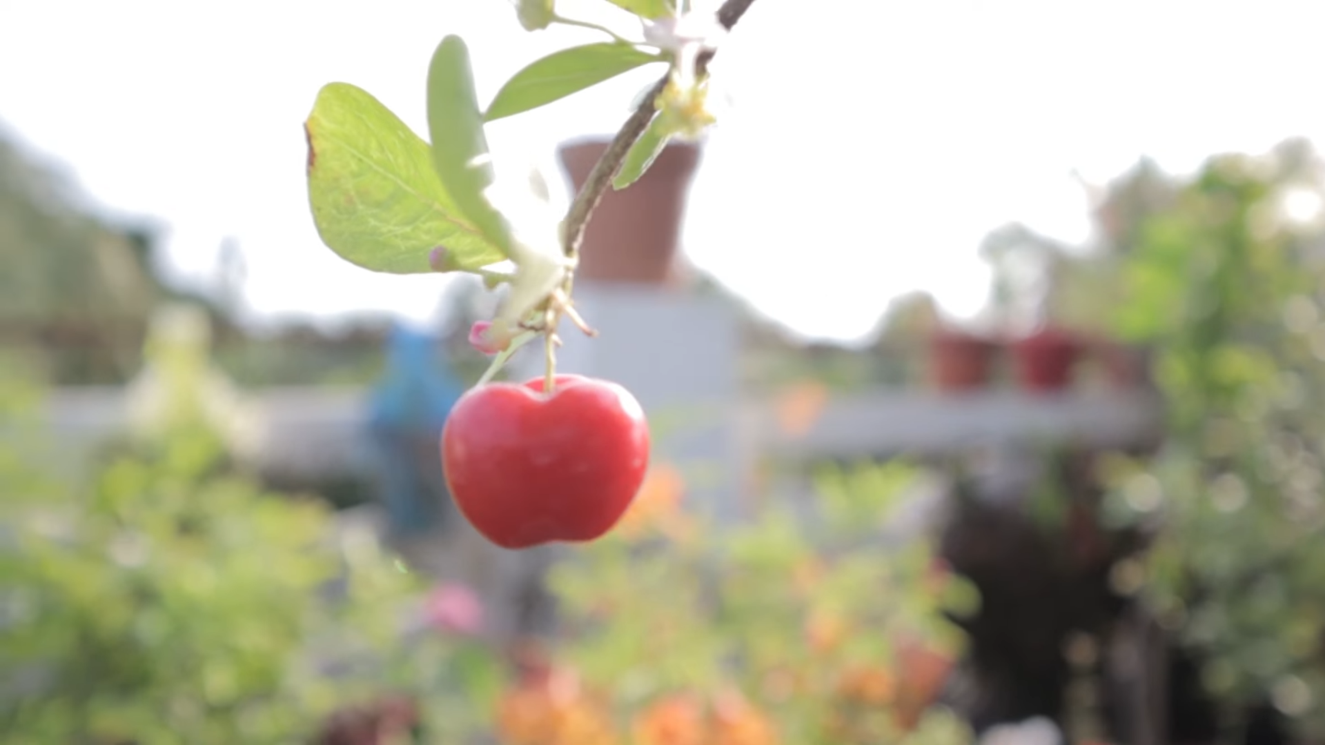 Are Wild Cherries Edible or Poisonous?