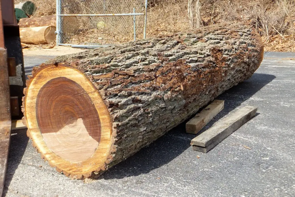 How Much is a 50 Ft Black Walnut Tree Worth: Unveiling the Value