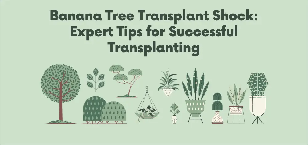 Banana Tree Transplant Shock: Expert Tips for Successful Transplanting