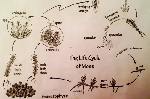 How are Moss Gametes Produced