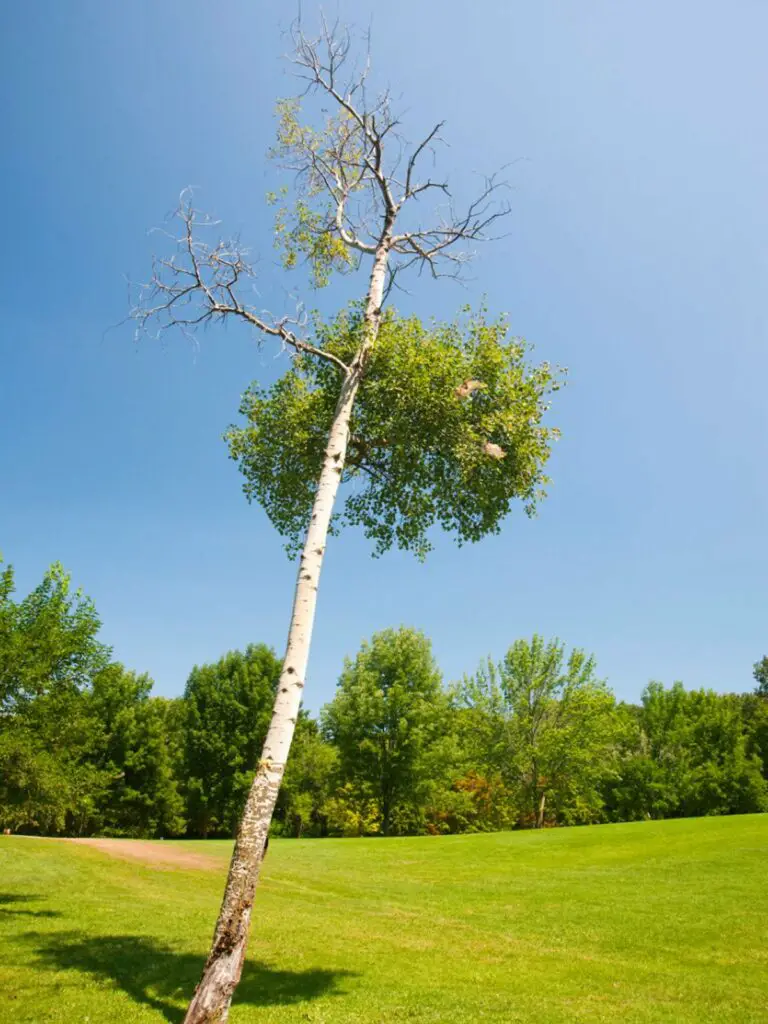 Expert Tips: How to Fix a Leaning Tree