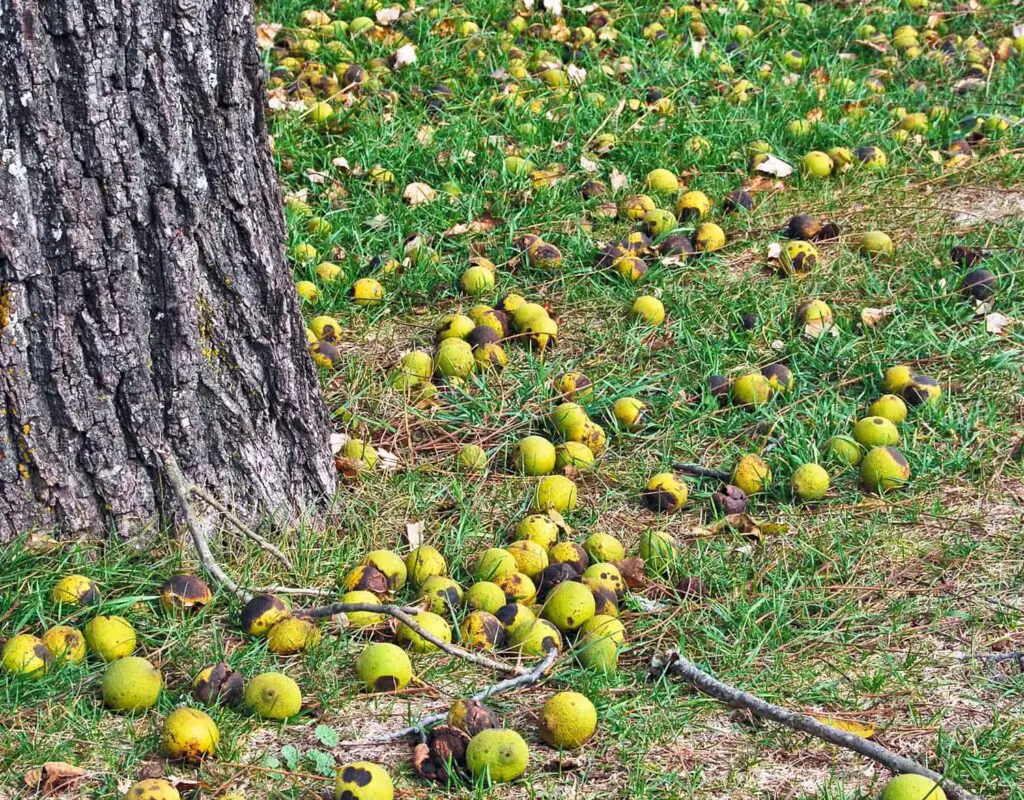 How to Stop Black Walnut Trees from Producing Nuts