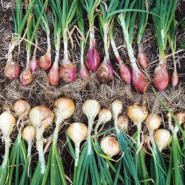 how long do onions take to grow from seed