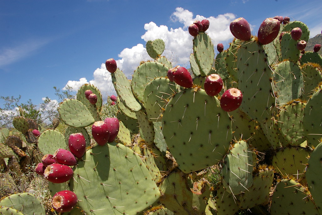 Cactus Fruit Stardew