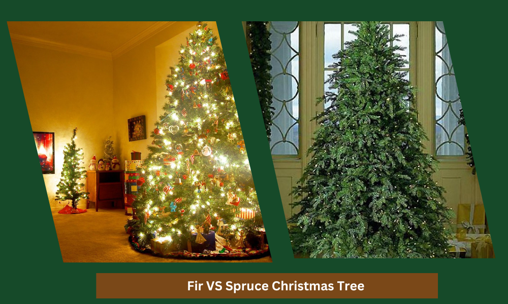 Fir VS Spruce Christmas Tree