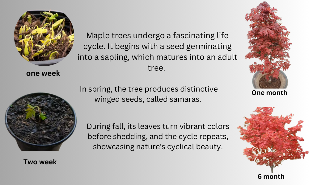 Maple Tree Life Cycle