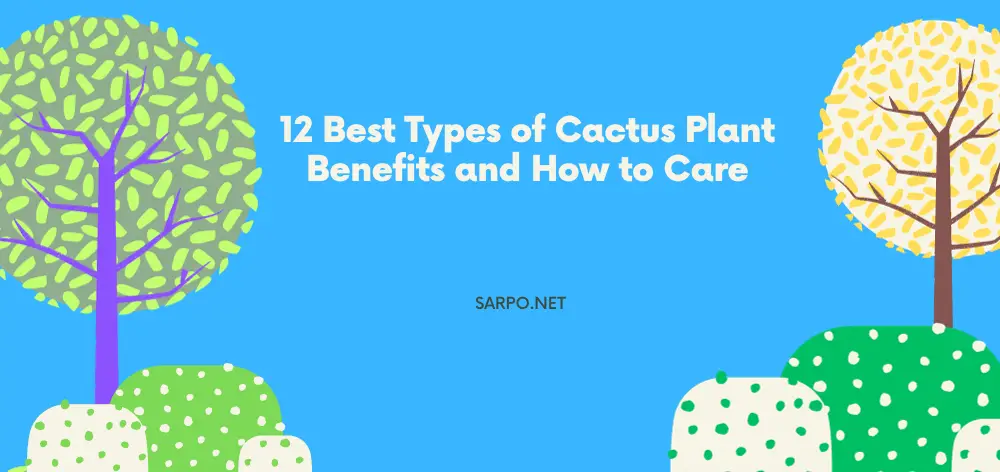 Cactus Plant Benefits