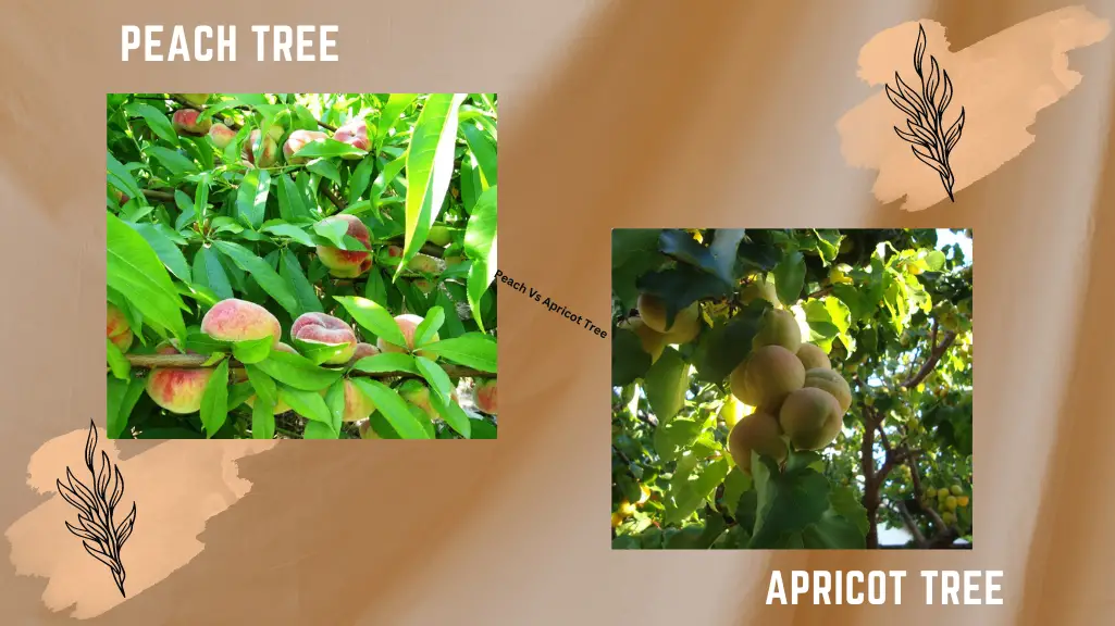 Peach Vs Apricot Tree