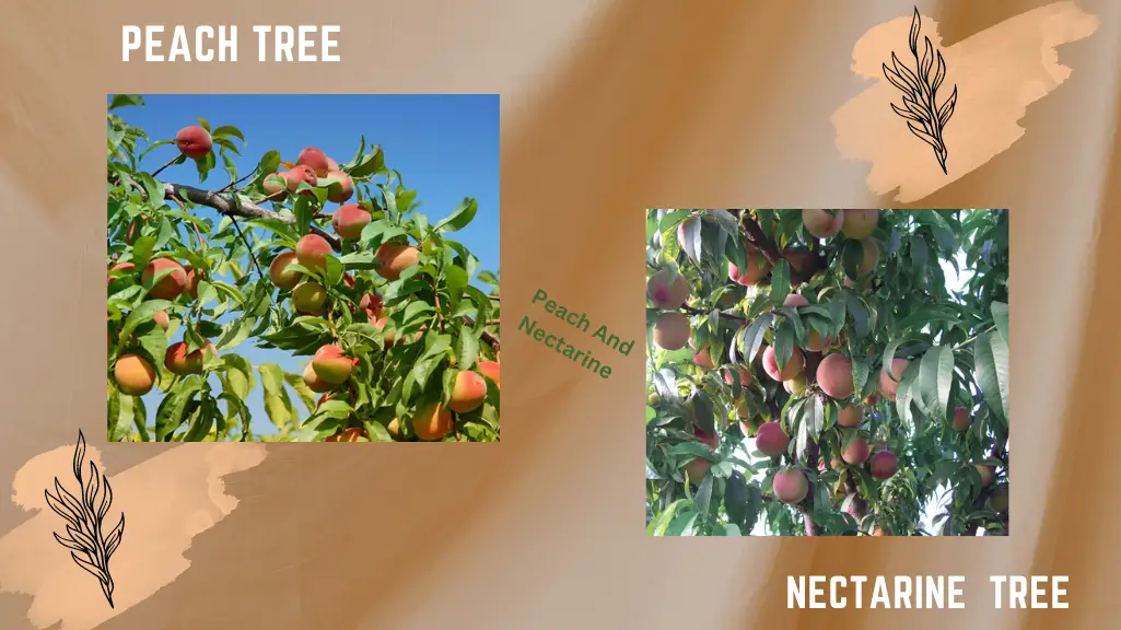 Peach Vs Apricot Tree 1