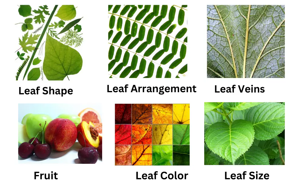 Tree Leaves Identification Chart