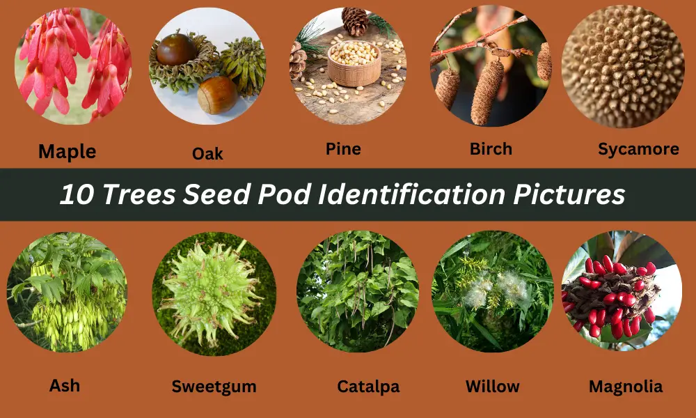 Tree Seed Pod Identification Pictures 2