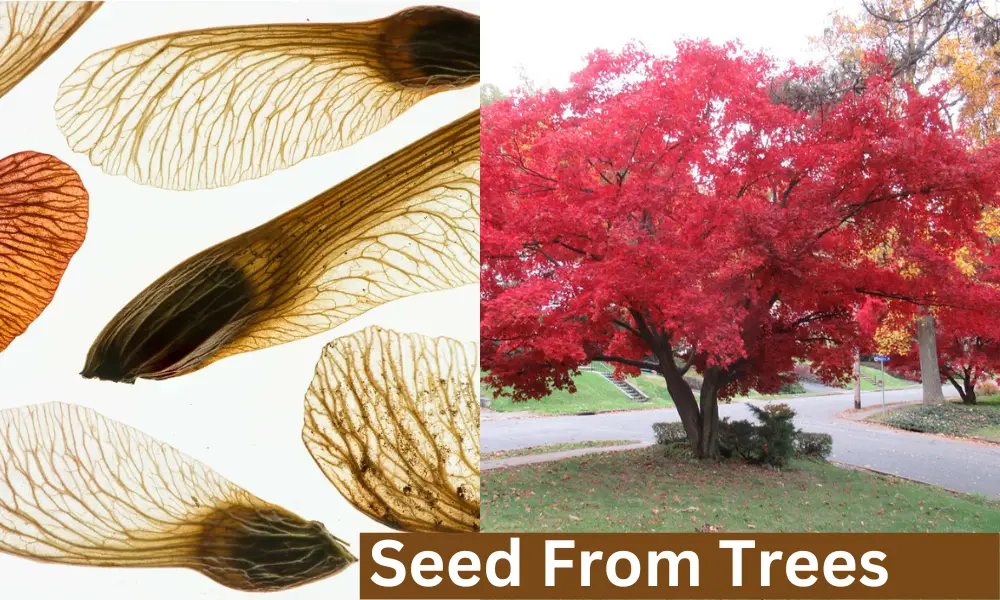 Tree Seed Pod Identification Pictures 4