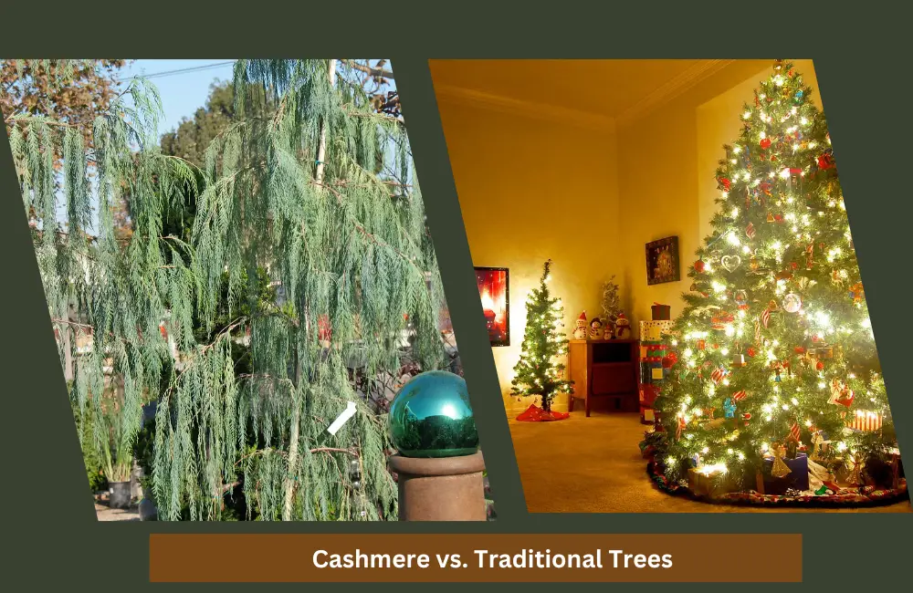 What is a Cashmere Christmas Tree