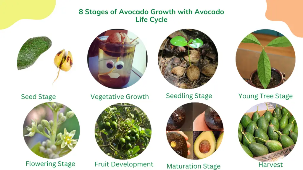 avocado growth stages