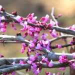 Attracting Pollinators With Redbuds