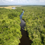 Can New Offset Markets Save Tropical Forests? The Promise of Carbon Credits