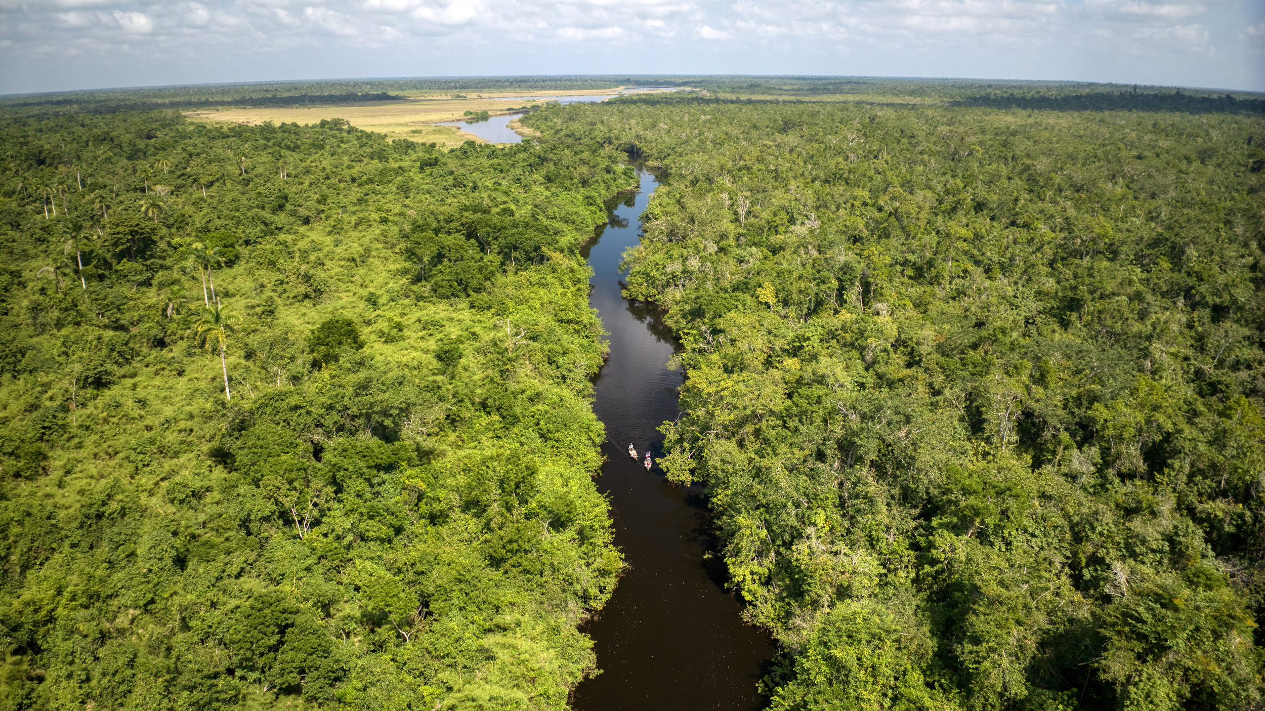Can New Offset Markets Save Tropical Forests? The Promise of Carbon Credits
