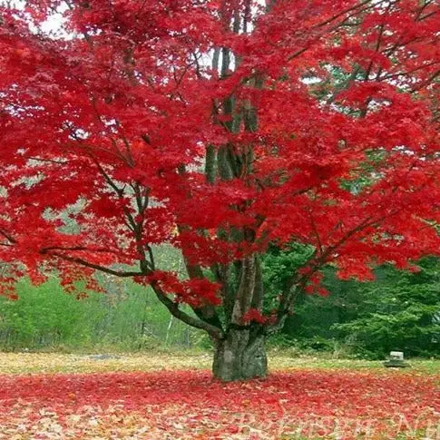 Growing Conditions for Red Maples